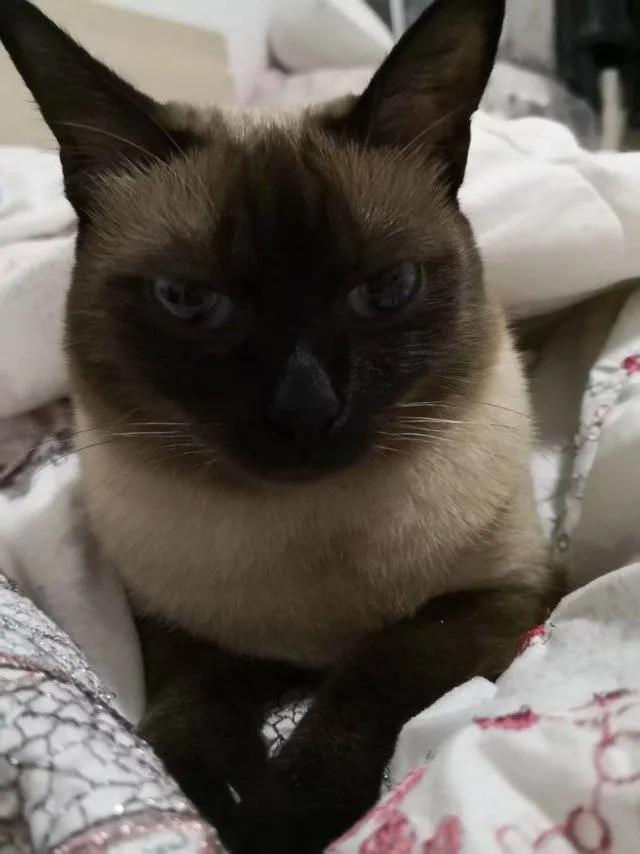 暹罗糊了是不是就不会白回来了,怎么看暹罗长大不会糊