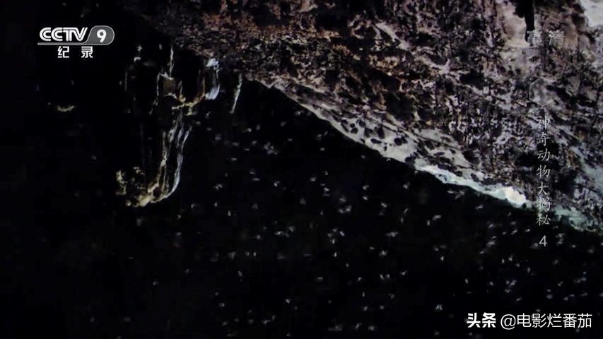 蝙蝠为什么是背锅侠,蝙蝠真实纪录片