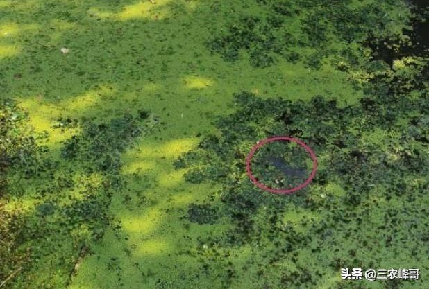 雷强打黑雷蛙操作,雷强打黑蛙甩不远怎么办