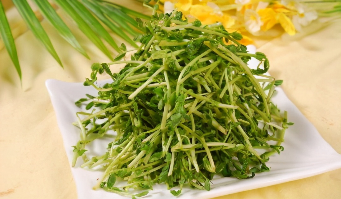 萝卜芽苗吃起来是苦的,萝卜芽苗菜苦是什么原因