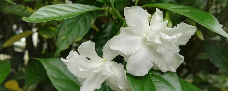 茉莉黄叶掉叶怎么补救,水晶茉莉落叶黄叶是什么原因