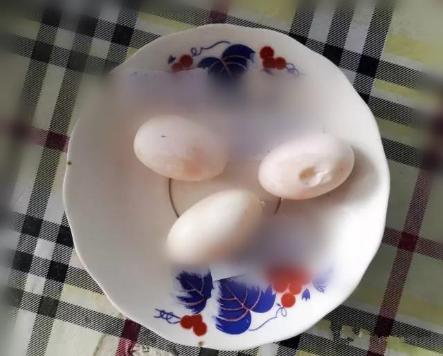 单身乌龟下了3个蛋，主人却满脸问号：这能生出幼崽吗？