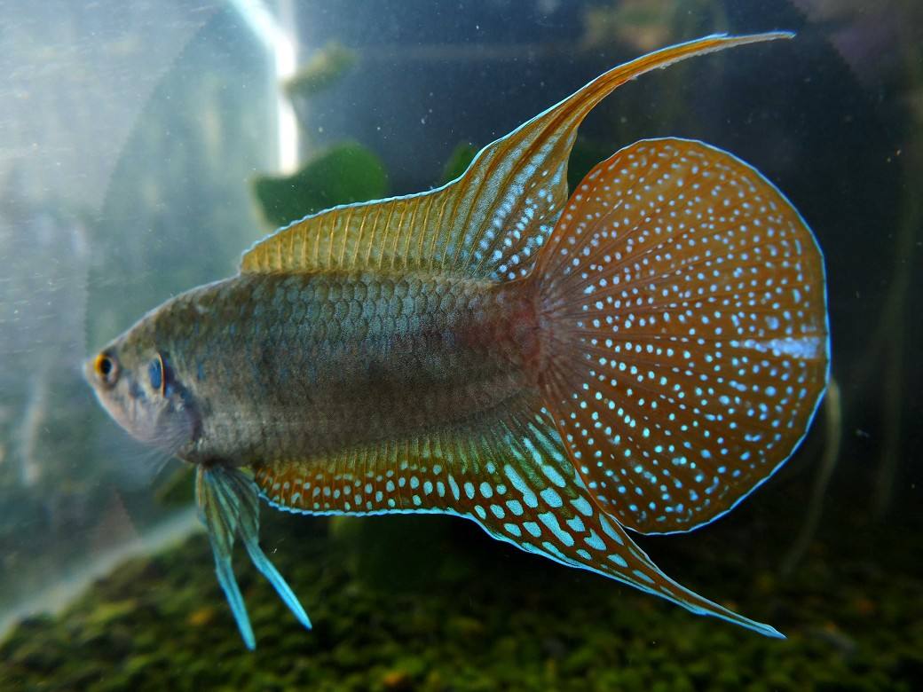 中国原产淡水观赏鱼,中国本土原生观赏鱼