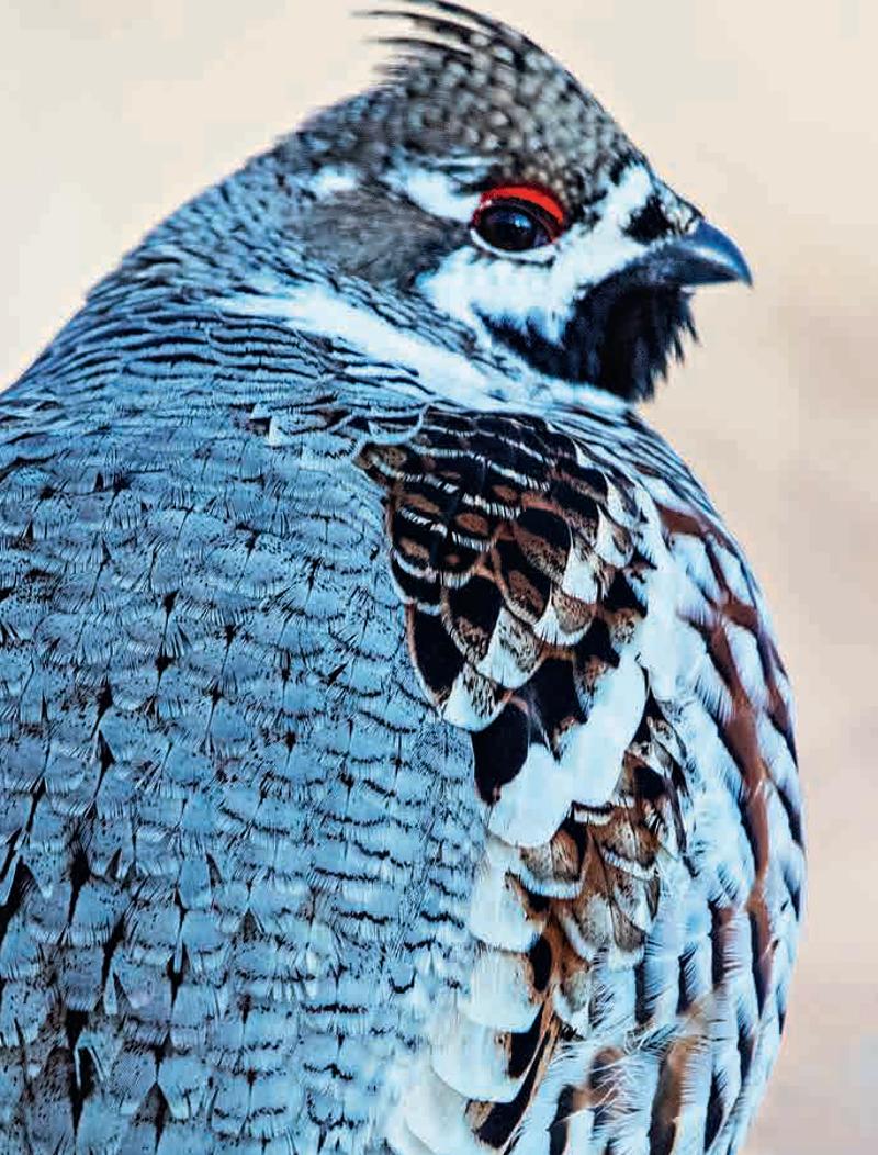 林草科普|兴安“飞龙”花尾榛鸡