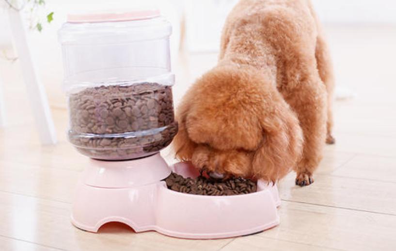 新手养狗泰迪入门必备攻略,新手养狗入门必备攻略泰迪