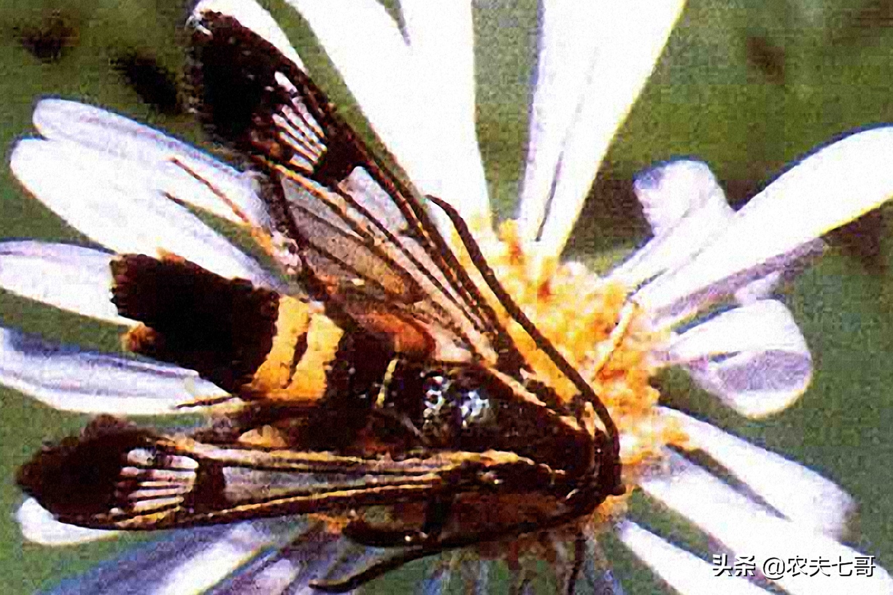 苹果树越冬害虫调查四：串皮蛤虫，隐藏深危害重，容易引起腐烂病