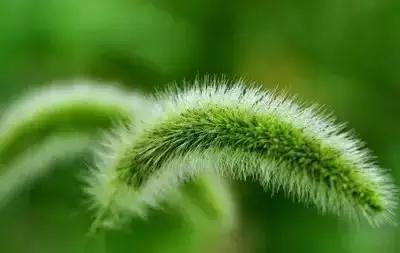 100种花的英文和花语是什么,100种花的花语以及送花礼仪分享