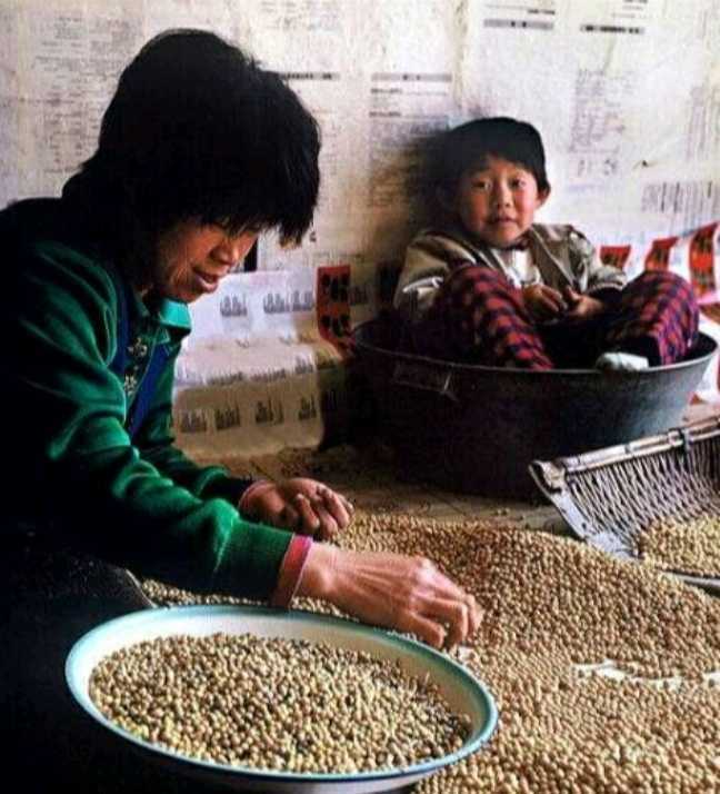 东北大酱块发酵全过程,东北大酱做法在线观看