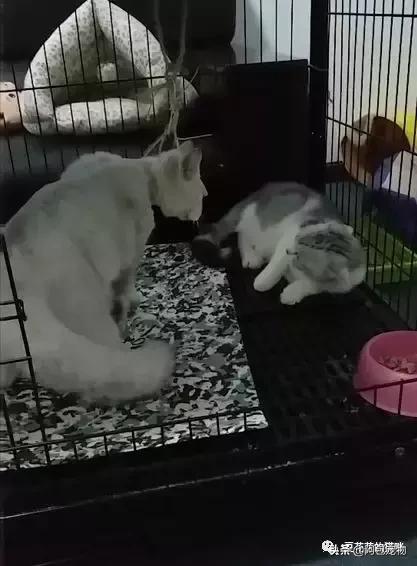 简单有效治疗猫癣的方法,最有效的猫癣治疗方法