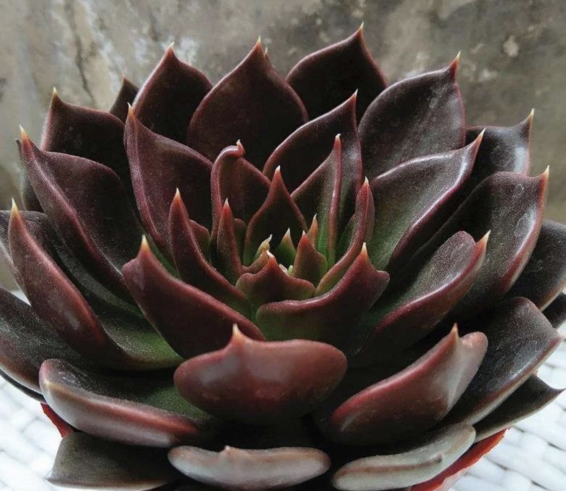 最美最好养的多肉法师,最美的多肉植物排名