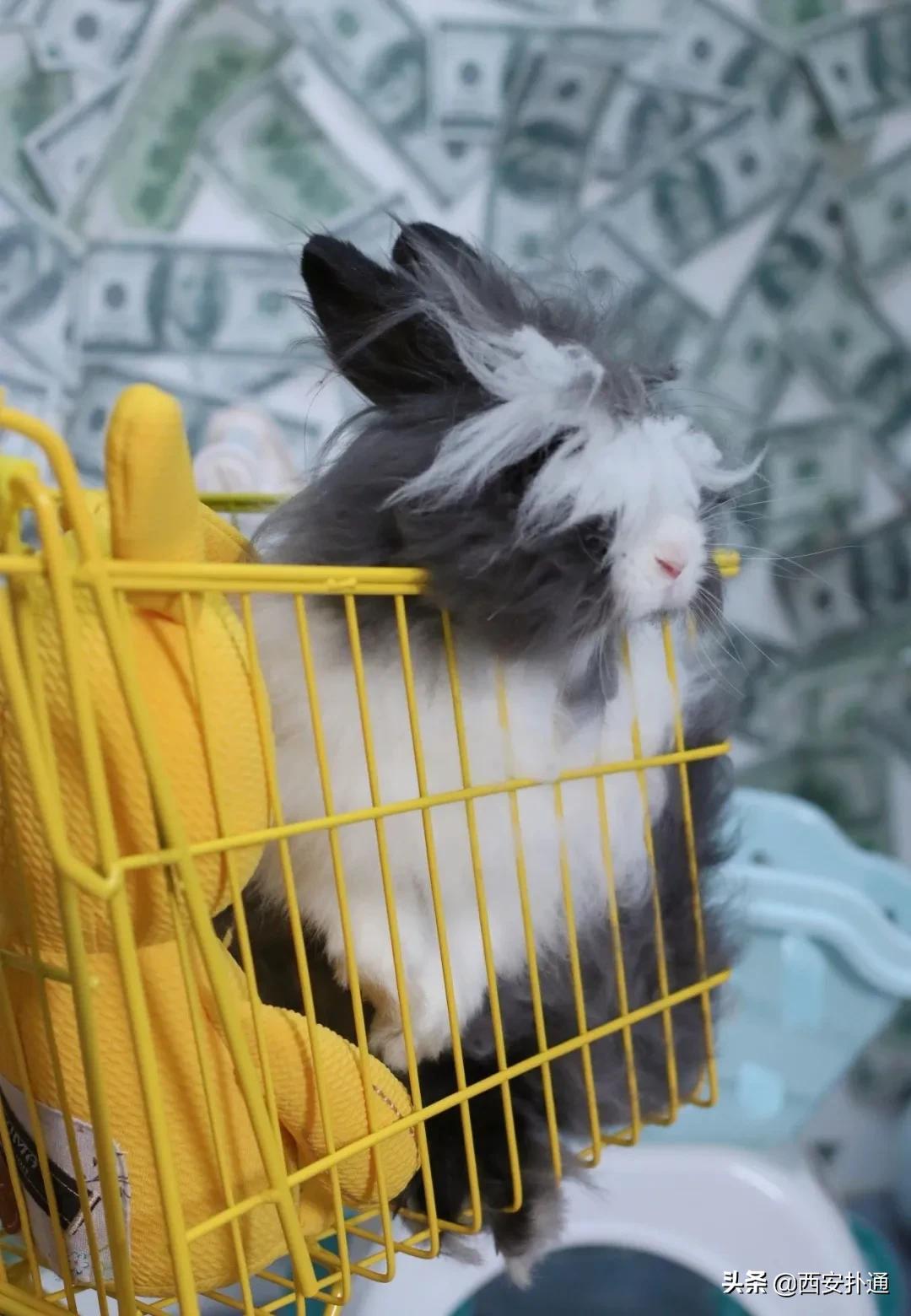 西安撸兔店,西安撸兔体验馆团购