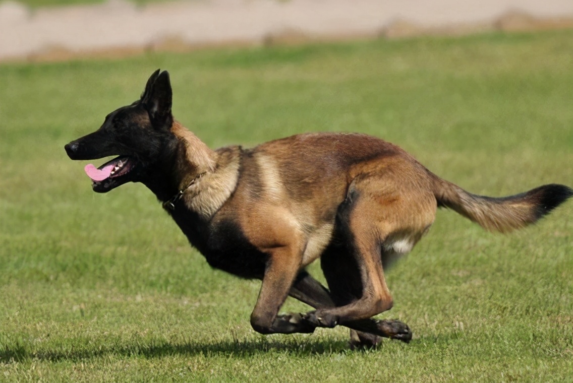 在狗市挑一只双血统马犬,小马犬怎么挑好的狗粮呢