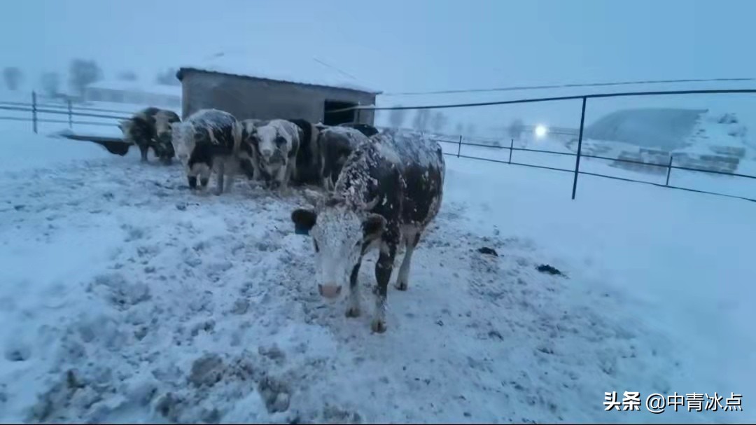 暴雪下的通辽：积雪最深68厘米，农村猪牛被冻死，城市有医院大厅被压塌，更严峻的考验还在后面
