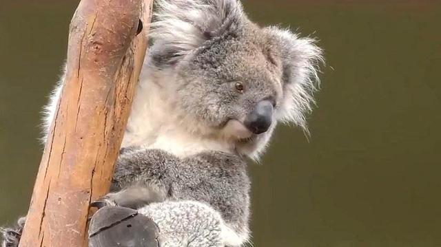 澳洲旅游袋鼠,澳洲袋鼠国旅游
