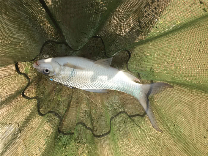钓三斤以上红眼鲮鱼方法与技巧,鲮鱼警惕性高怎么钓