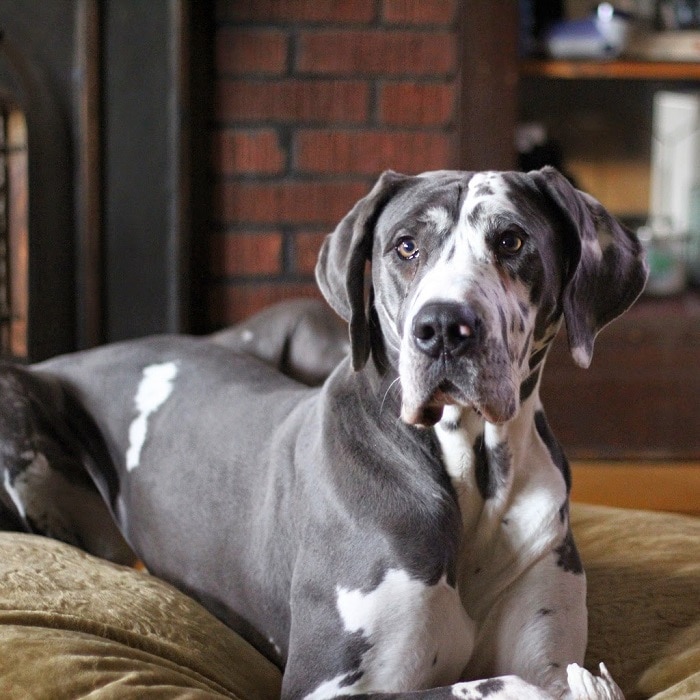 世界上最昂贵的犬,世界上十大最名贵的犬种附图