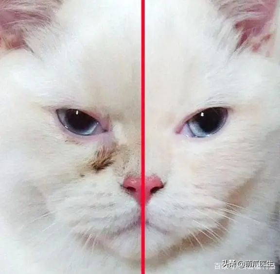 猫咪眼睛有分泌物怎么处理,猫咪眼部常见的疾病及日常护理