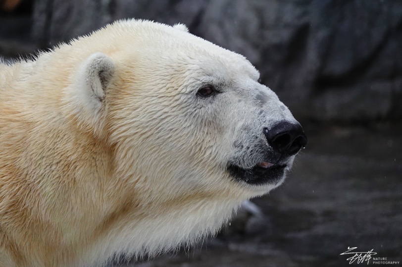 慢享自然，快意拍摄索尼黑卡RX10M4升级体验