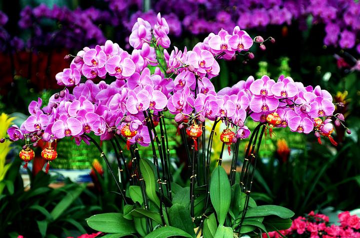 公认漂亮却难养的8种花,秋冬最难养的8种花