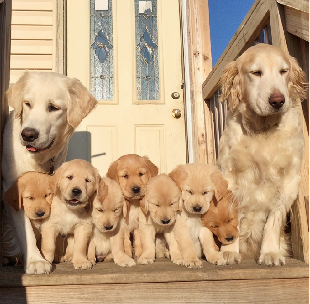 金毛如何分辨是纯种还是混种,怎样辨别纯种金毛和普通金毛