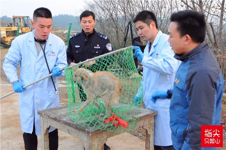 马鞍山流浪狗救助中心在哪里,曝光流浪狗救助真相