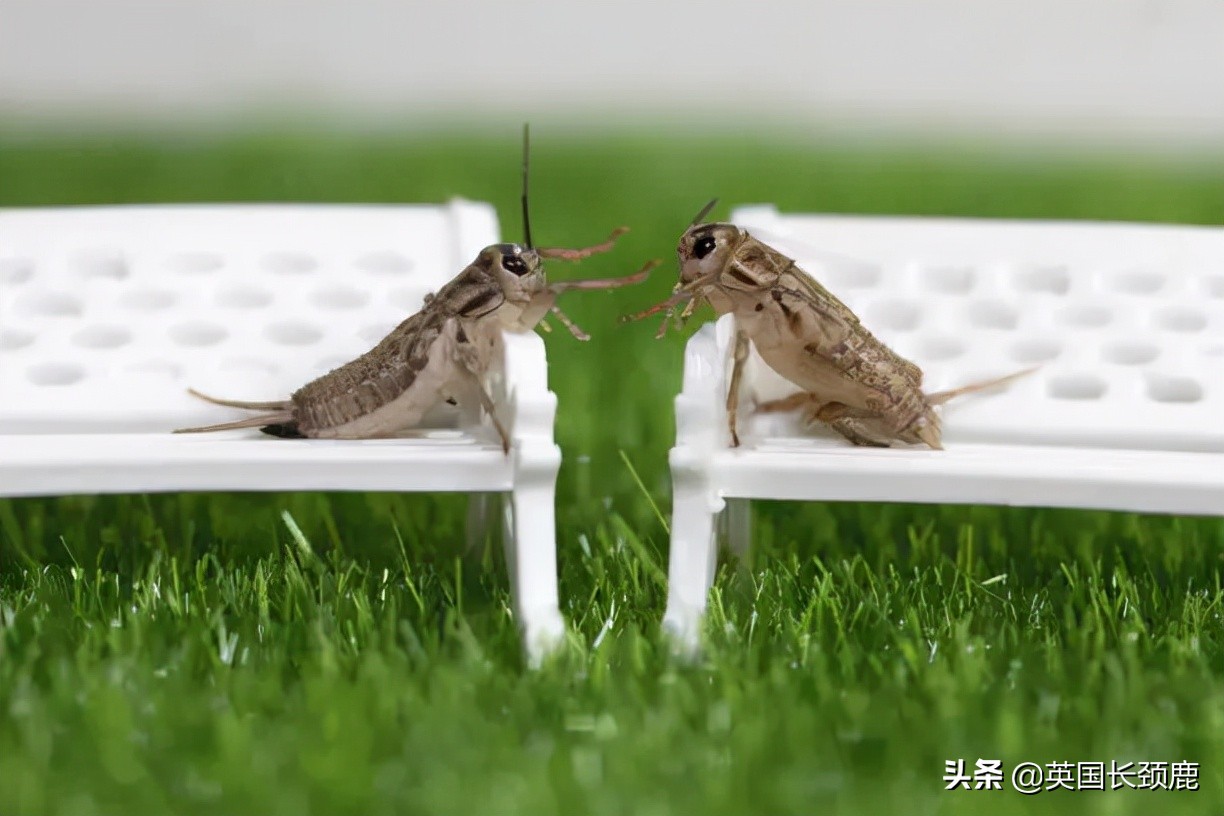 羊驼忧郁症,羊驼抑郁症治疗