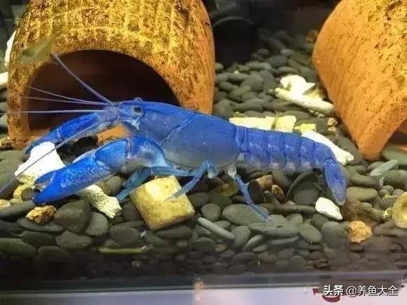 养鱼大神都养什么鱼,鱼缸养鱼都有哪些鱼