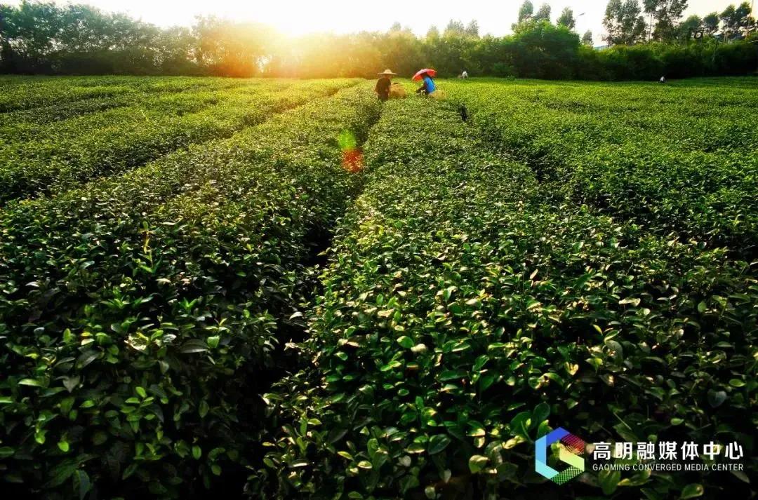 巷陌风光纵赏时赏析,光遇适合中秋赏月的10处绝美景点
