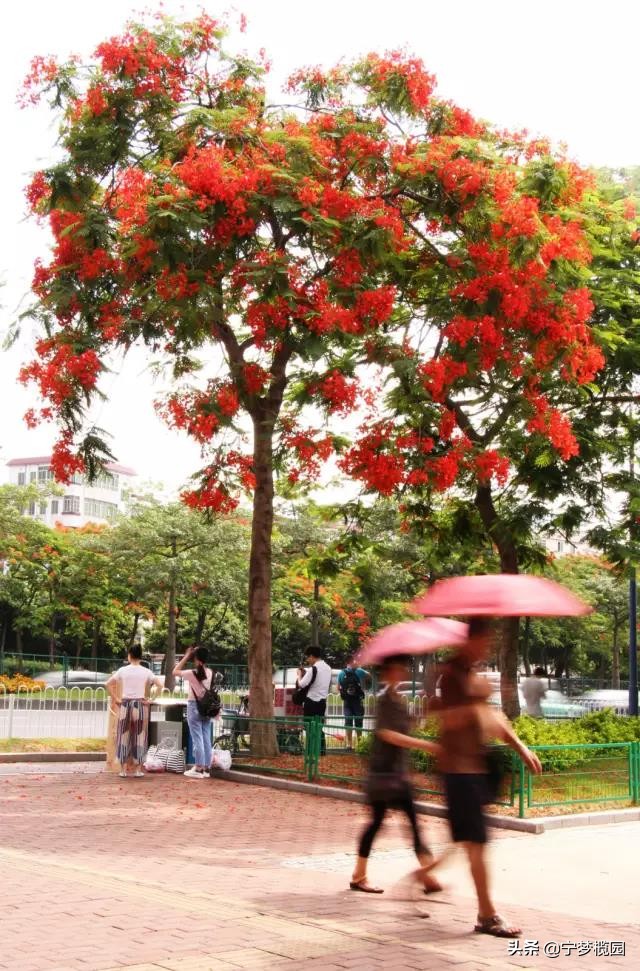 凤凰花开似红云,凤凰花开灿若云霞美图