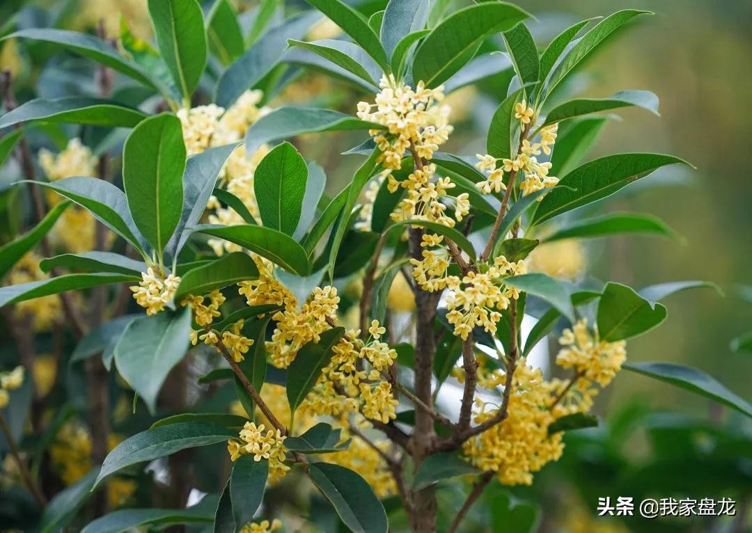 在盘龙的桂花香里，亲吻这个秋天|黑龙潭公园美图大赏