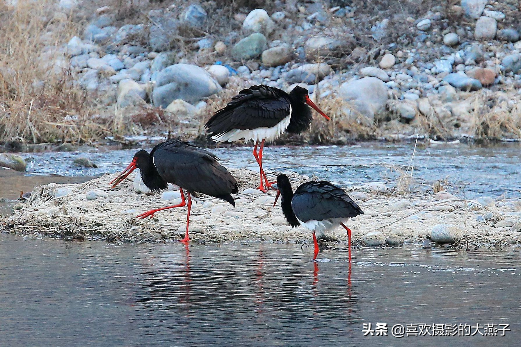 閲庣敓榛戦钩,榛戦钩椋炵繑鍥剧墖