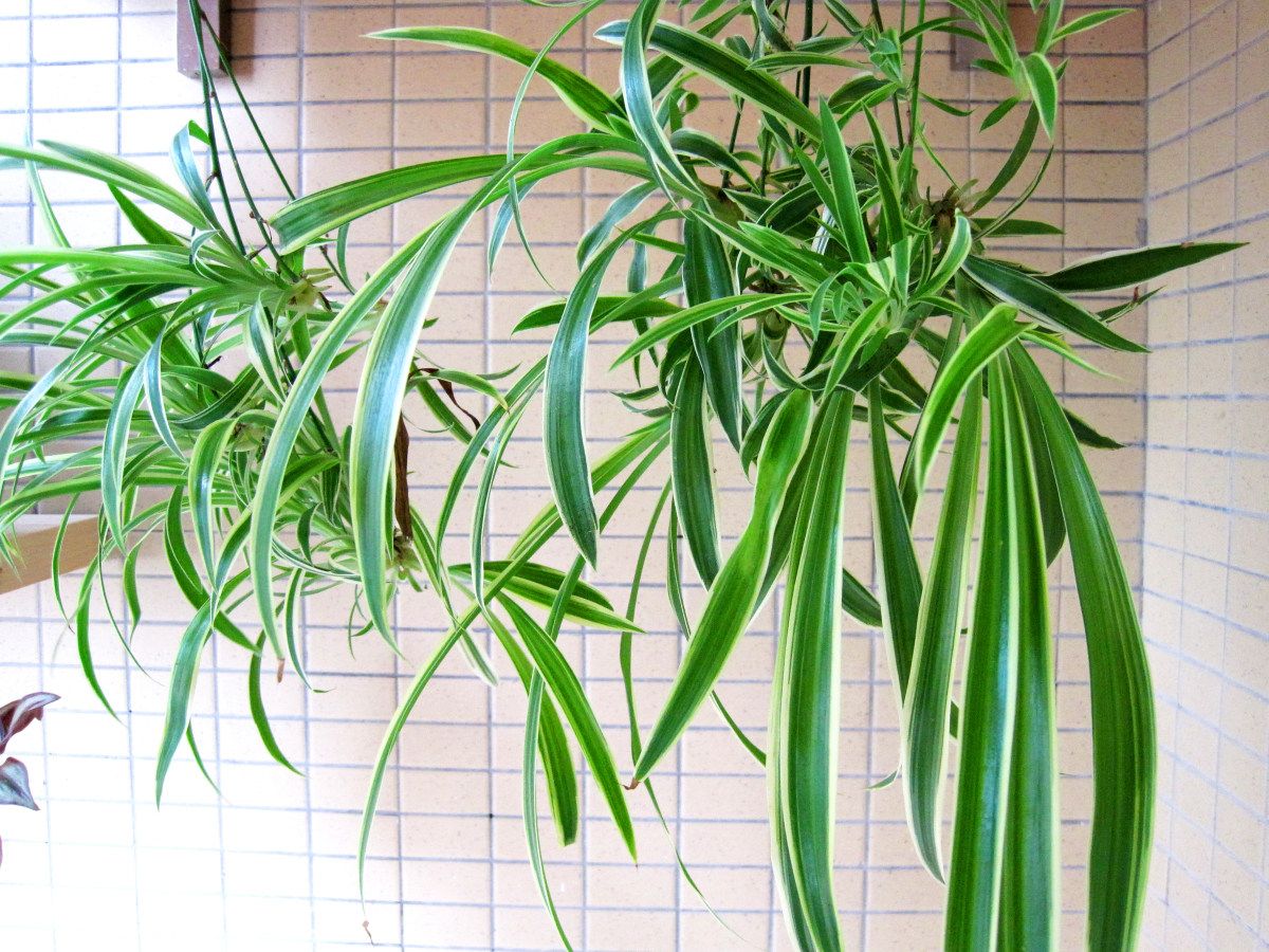 除甲醛最好的4种植物,什么植物除甲醛最好且好养