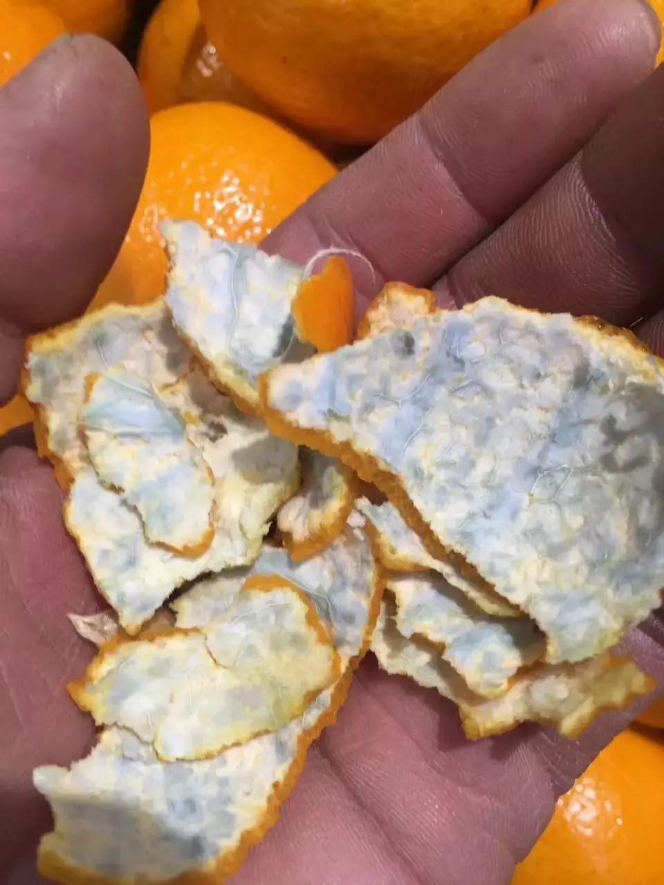 柑橘知识科普,柑桔知识