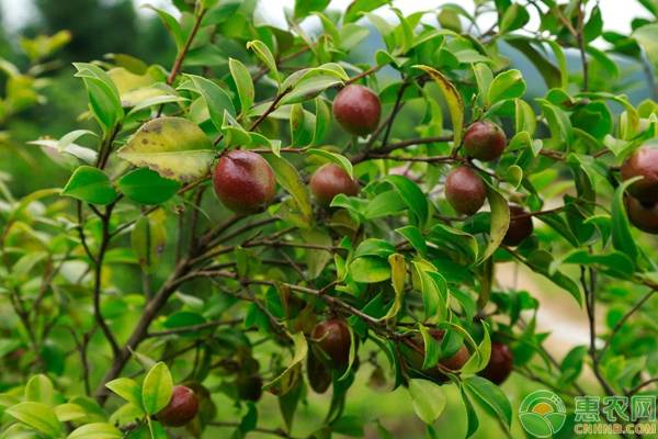 油茶苗的市场价格,油茶树贵不贵