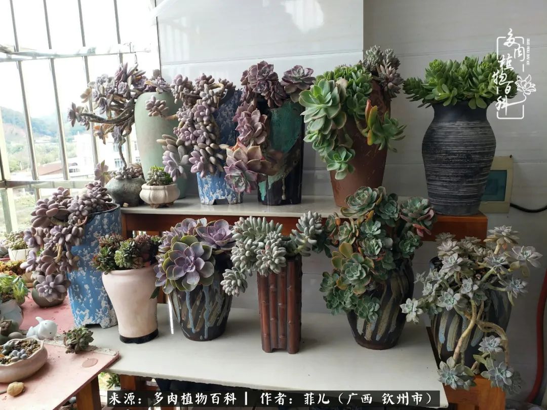 多肉相伴的感悟,与多肉为伴的时光真的很美好