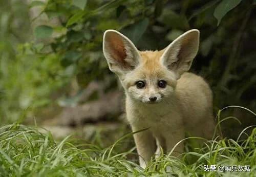 全球十大最小的宠物,全球10大最小宠物小巧可随身携带