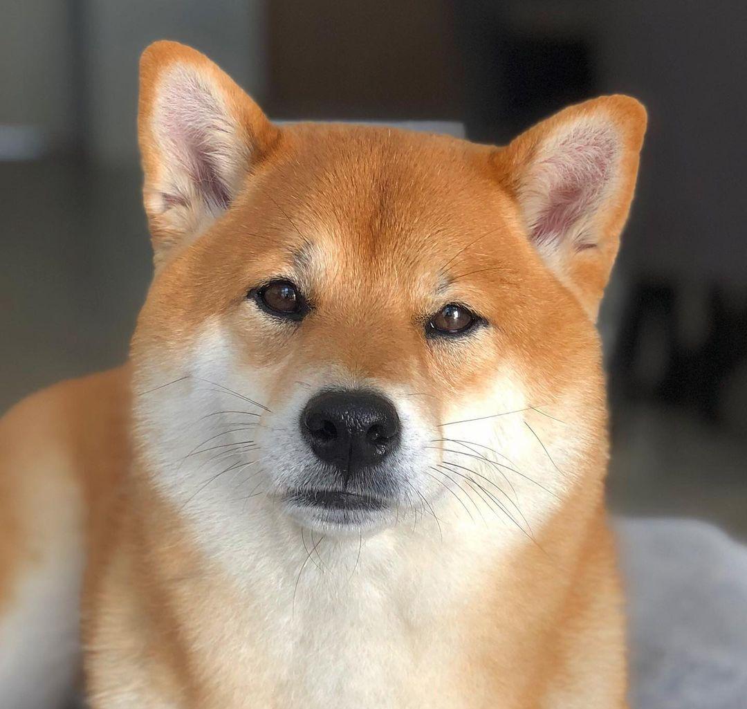 柴犬价格揭秘你买的柴犬值吗,如何区分真柴犬和假柴犬