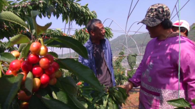 种植樱桃带动群众致富业绩介绍,下岗工人创业2元糖葫芦年赚2千万