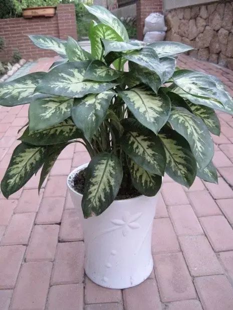 pvc塑料绿植,绿植盆里的塑料