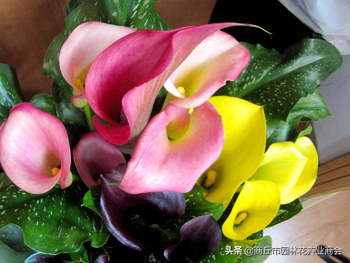 马蹄莲有什么病虫害,马蹄莲的病虫害有哪些