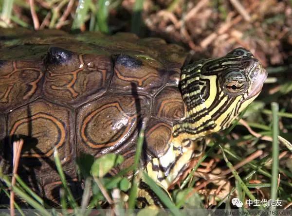 正宗的地图龟,史上最差的地图龟