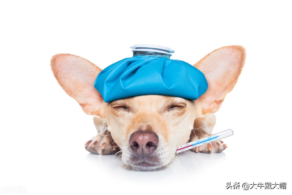 小狗突然口吐白沫抽搐是怎么回事,小狗突然口吐白沫四肢抽搐怎么办