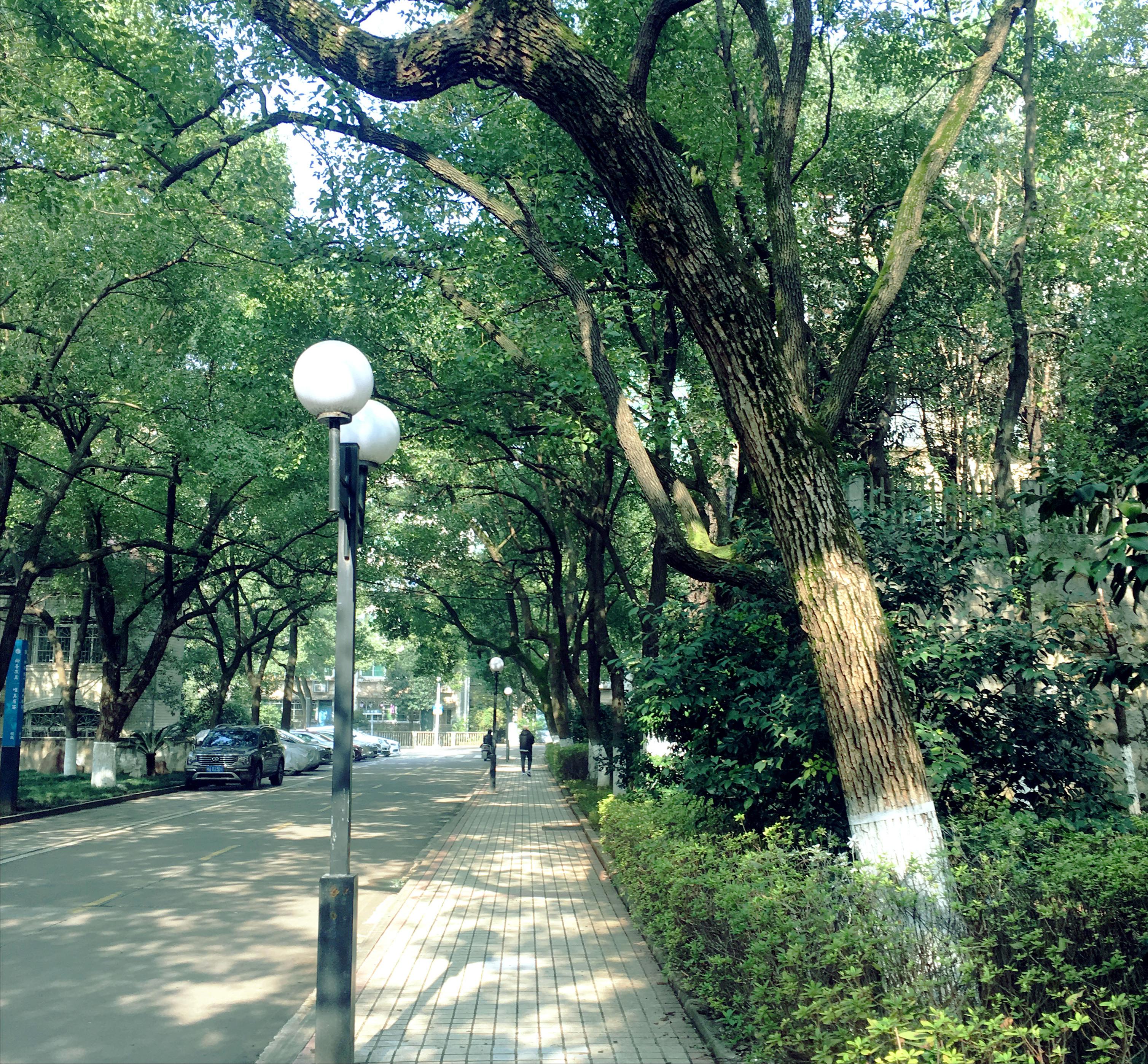 香樟往事电子版,香樟往事