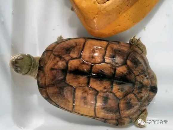 养龟的100个常见问题,养龟经常出现什么病