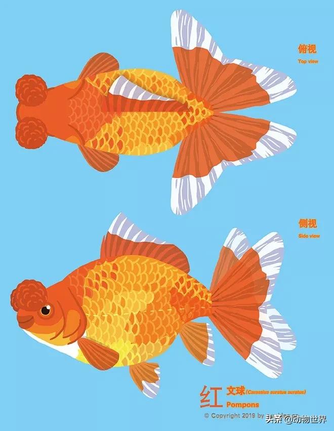 金鱼白盆品种大全,金鱼大图鉴草金