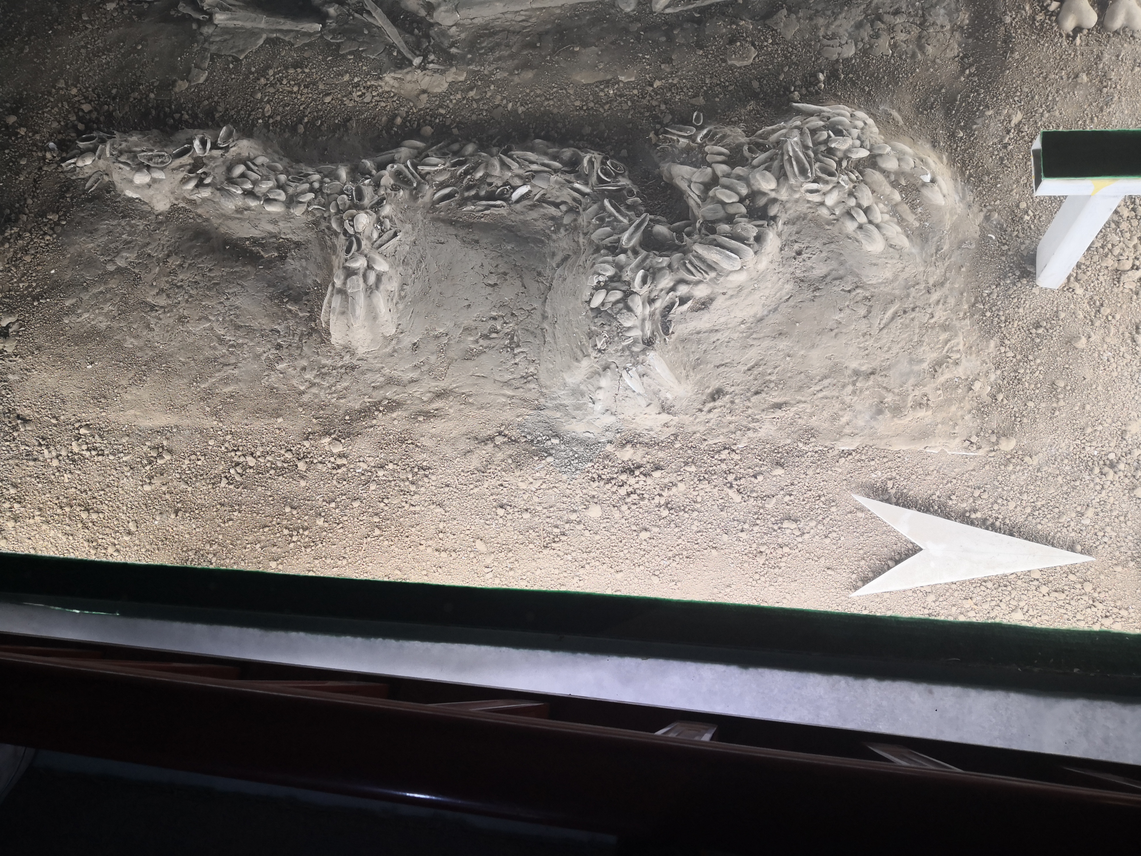 濮阳中华第一龙视频,龙之乡濮阳