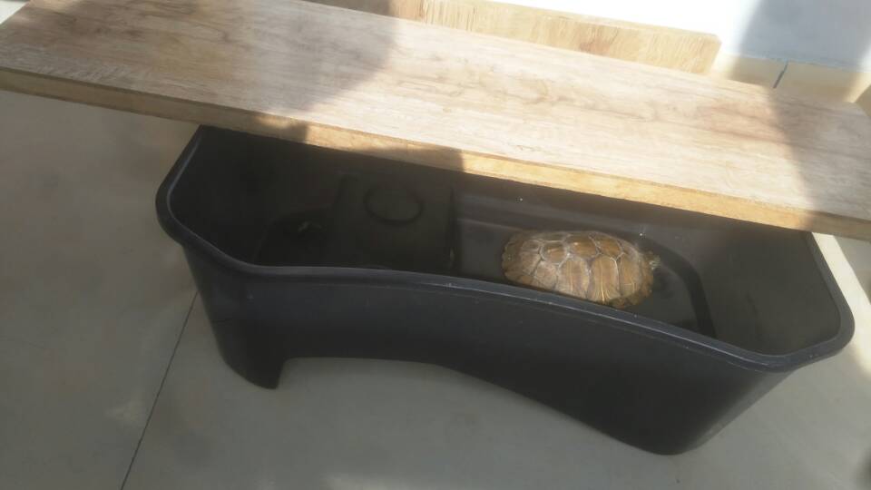 网红王大拿,王大拿网红探店