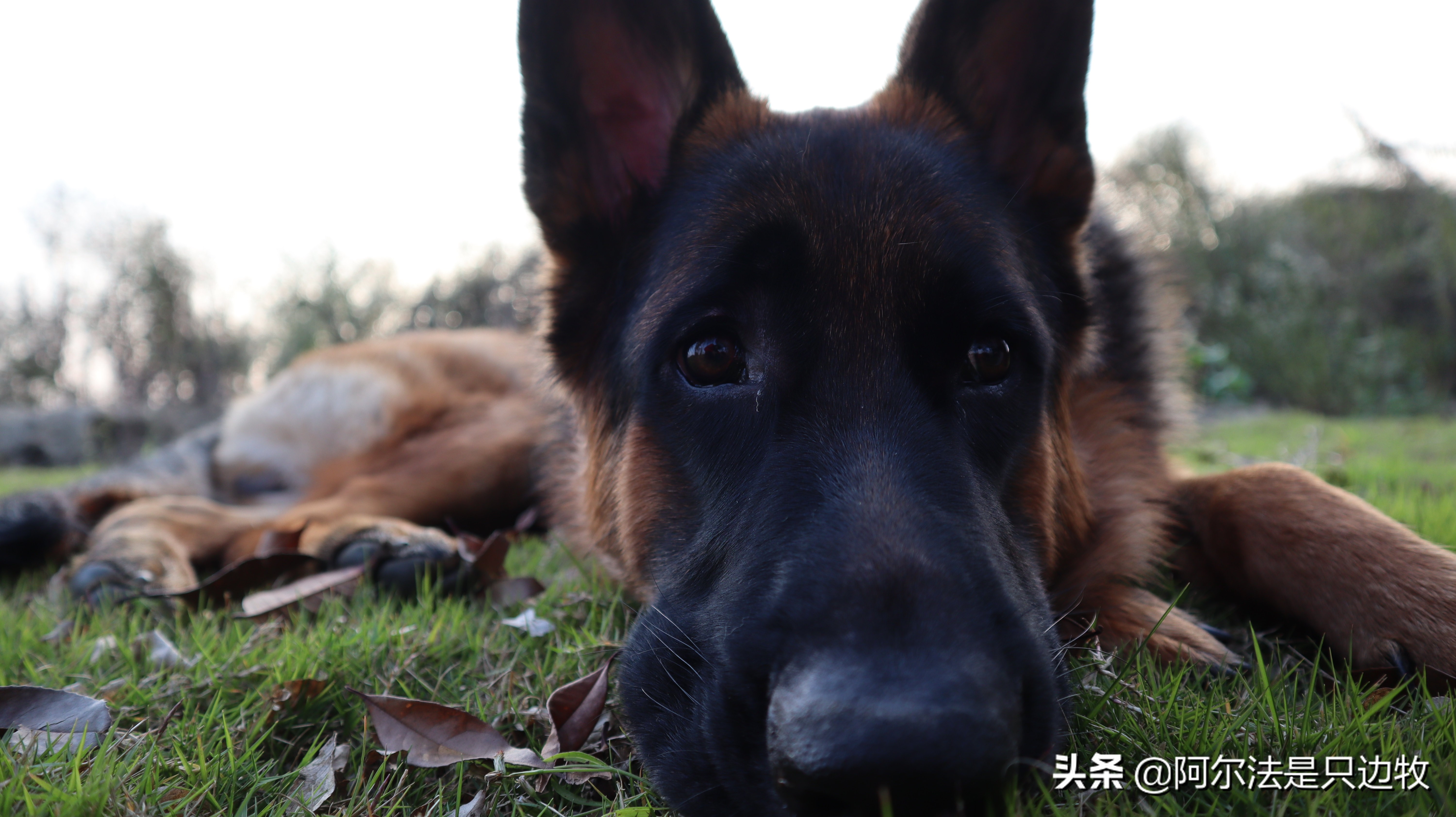 德牧吃什么增高增肥快一点,200斤德牧减肥