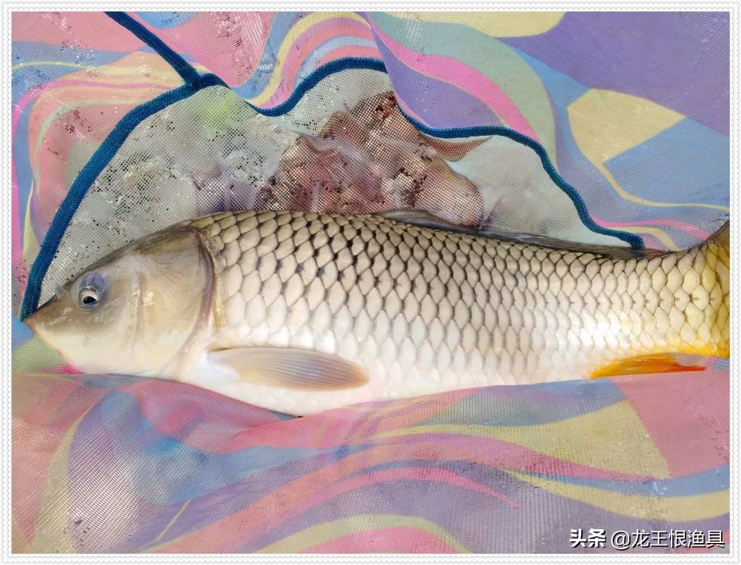 天鲫腥香评测,天鲫通杀钓鲫鱼