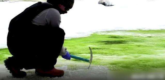 南极变暖意味着什么,南极变绿带来的影响